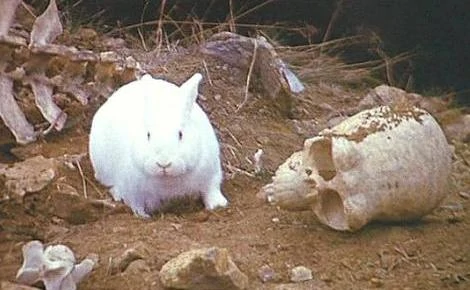 File:The Rabbit of Caerbannog.webp